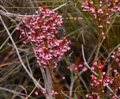 Erica rubiginosa, photographed by Tony Rebelo