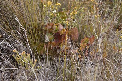 Protea cordata, photographed by Tony Rebelo
