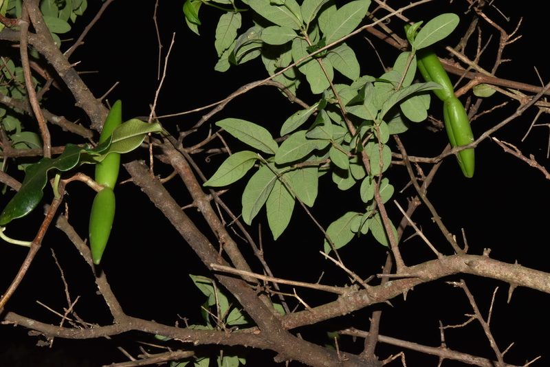 Ischnolepis natalensis, photographed by Sunčana Bradley