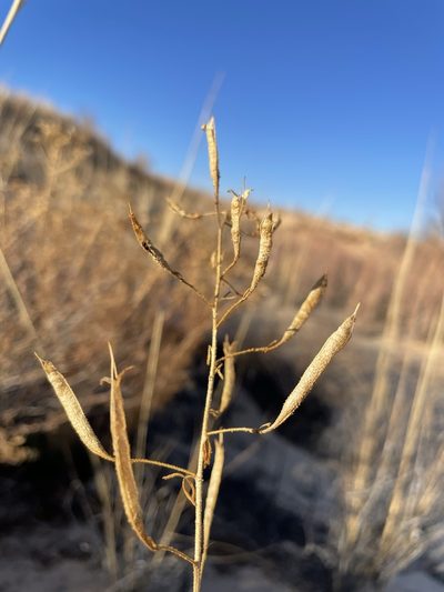 Cleome jamesii, photographed by Matt Berger