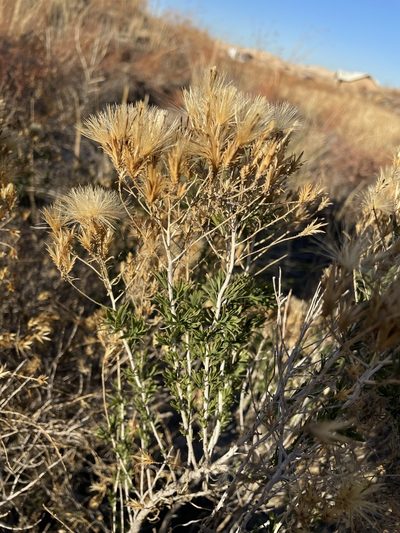 Lorandersonia pulchella, photographed by Matt Berger