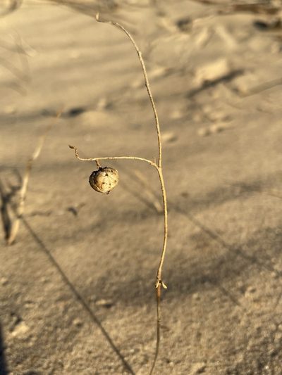 Phyllanthus warnockii, photographed by Matt Berger