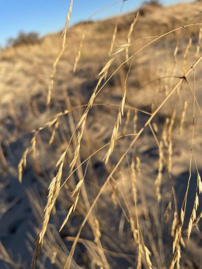 Sporobolus arenicola, photographed by Matt Berger