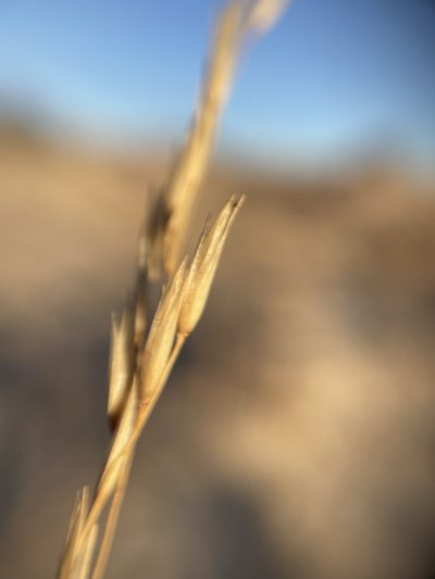 Sporobolus arenicola, photographed by Matt Berger