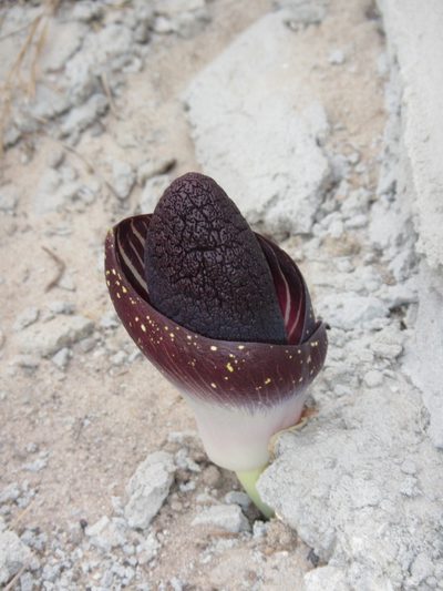 Amorphophallus aphyllus, photographed by Lucy Keith-Diagne