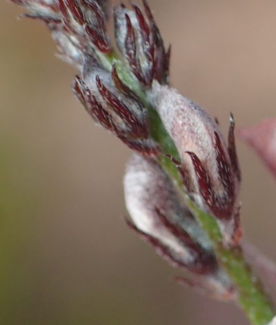 Indigofera leptocarpa, photographed by Nicola van Berkel