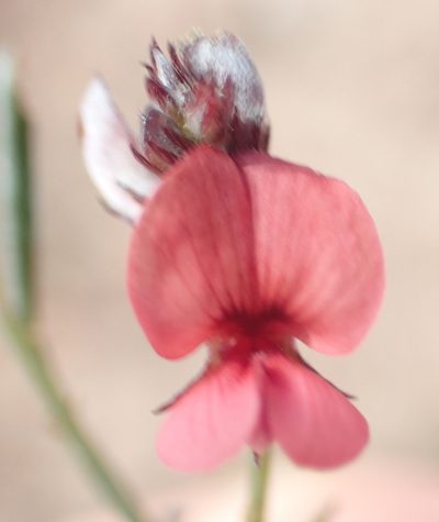 Indigofera leptocarpa, photographed by Nicola van Berkel