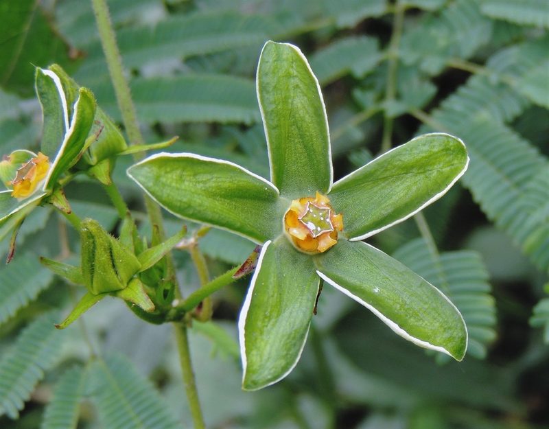 Gonolobus rostratus, photographed by Hugo Hulsberg