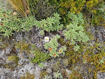 Celmisia discolor, photographed by gnapp