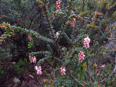 Trochocarpa thymifolia, photographed by Cowirrie