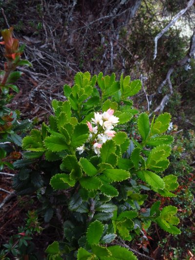 Tetracarpaea tasmannica, photographed by Cowirrie
