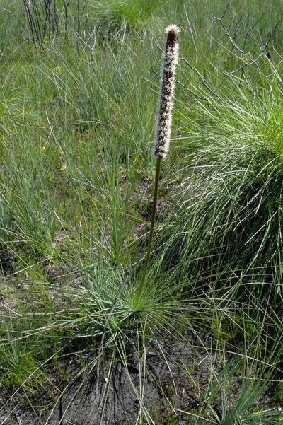 Xanthorrhoea resinosa, photographed by Gary Williams