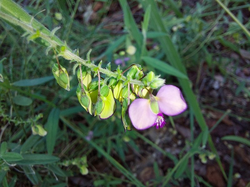 Polygala sphenoptera, photographed by Manuel R Popp