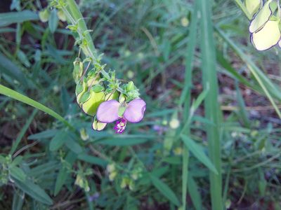 Polygala sphenoptera, photographed by Manuel R Popp