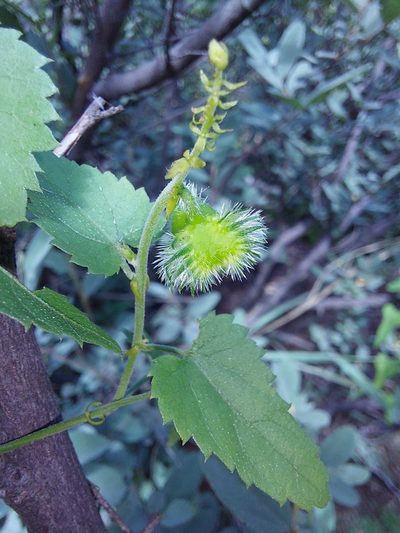 Tragia dioica, photographed by Manuel R Popp