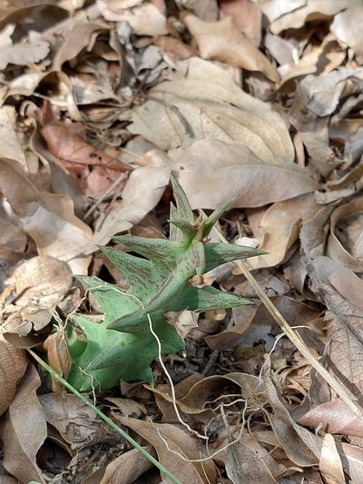 Orbea carnosa, photographed by Manuel R Popp