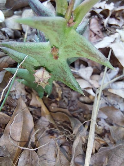 Orbea carnosa, photographed by Manuel R Popp