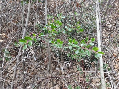 Arctostaphylos sensitiva, photographed by Alexander Wentworth