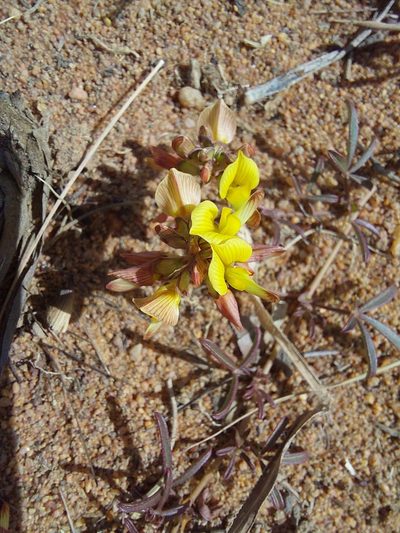 Listia heterophylla, photographed by Manuel R Popp