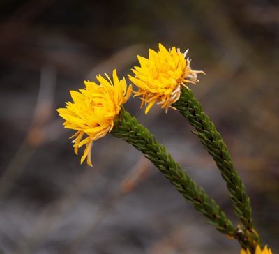 Lachnaea aurea, photographed by Tony Rebelo