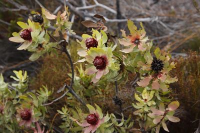 Leucadendron tinctum, photographed by Tony Rebelo