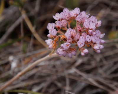 Dilatris pillansii, photographed by Tony Rebelo