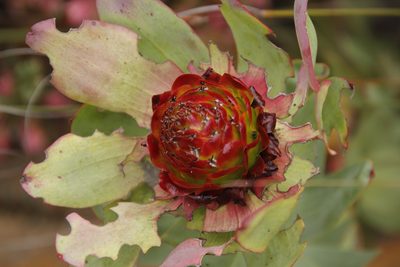 Leucadendron tinctum, photographed by Tony Rebelo