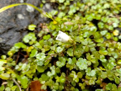 Oxalis magellanica, photographed by John Barkla