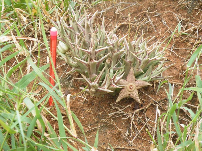Orbea tapscottii, photographed by Antoinette Eyssell Knox