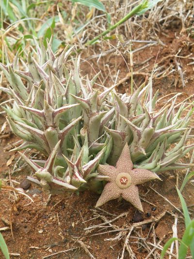 Orbea tapscottii, photographed by Antoinette Eyssell Knox