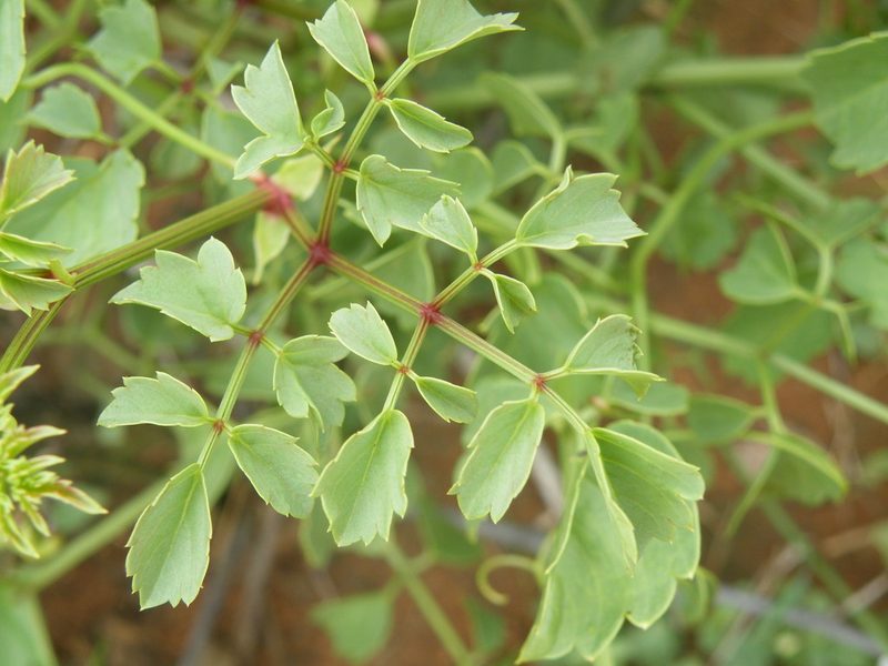 Cyphostemma sulcatum, photographed by Antoinette Eyssell Knox
