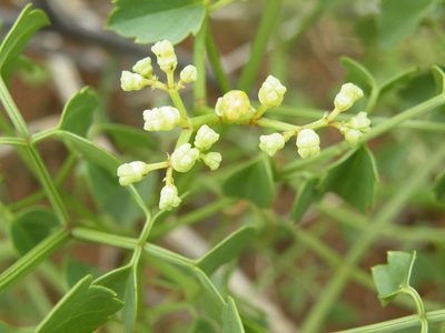 Cyphostemma sulcatum, photographed by Antoinette Eyssell Knox