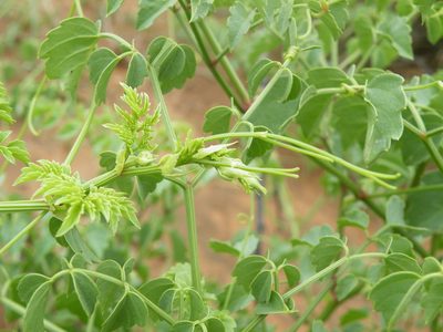 Cyphostemma sulcatum, photographed by Antoinette Eyssell Knox