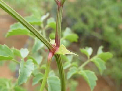 Cyphostemma sulcatum, photographed by Antoinette Eyssell Knox
