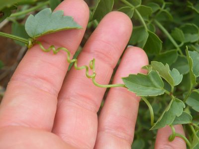 Cyphostemma sulcatum, photographed by Antoinette Eyssell Knox