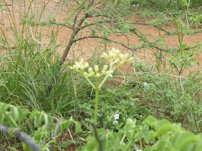 Cyphostemma sulcatum, photographed by Antoinette Eyssell Knox