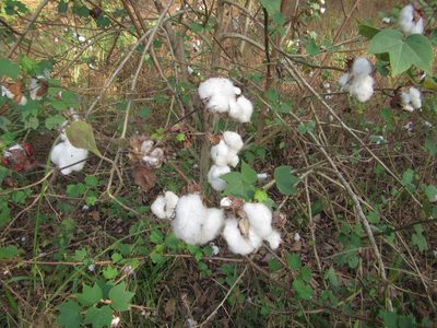 Gossypium herbaceum, photographed by Lucy Keith-Diagne