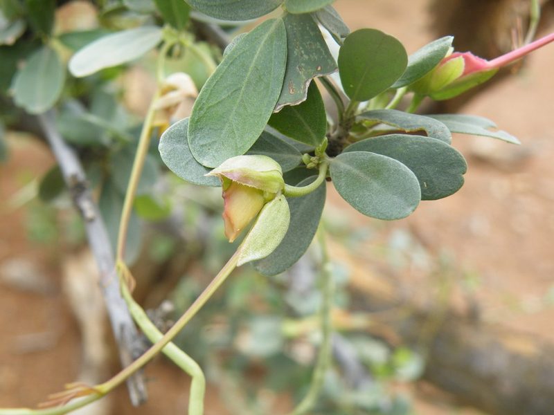 Cadaba termitaria, photographed by Antoinette Eyssell Knox