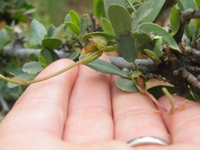 Cadaba termitaria, photographed by Antoinette Eyssell Knox
