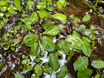 Potamogeton cheesemanii, photographed by John Barkla