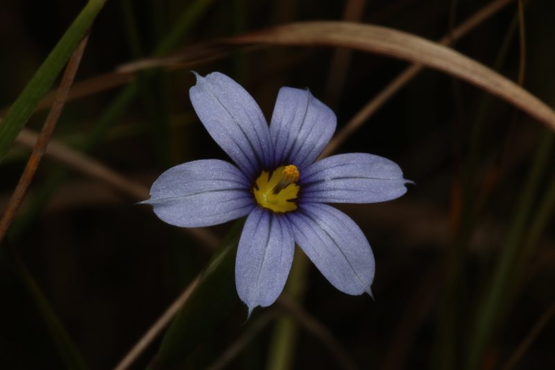Sisyrinchium biforme, photographed by Reid Hardin