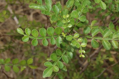 Zanthoxylum fagara, photographed by Reid Hardin