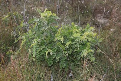 Sophora tomentosa, photographed by Reid Hardin