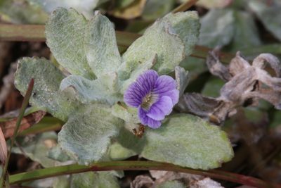 Stemodia lanata, photographed by Reid Hardin