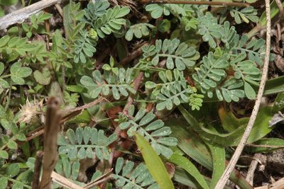Dalea emarginata, photographed by Reid Hardin