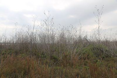 Helianthus argophyllus, photographed by Reid Hardin