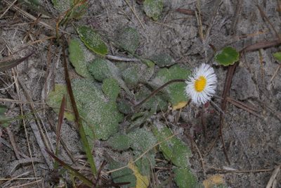 Erigeron procumbens, photographed by Reid Hardin