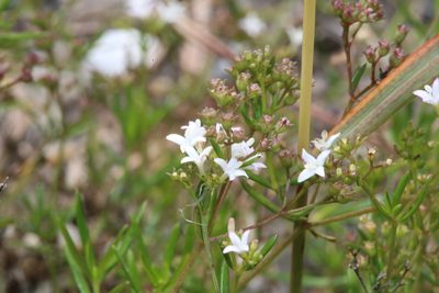 Stenaria nigricans, photographed by Reid Hardin