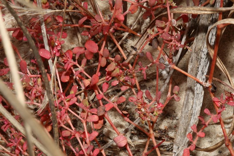 Euphorbia cordifolia, photographed by Reid Hardin