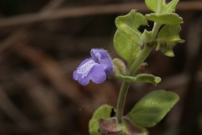 Scutellaria muriculata, photographed by Reid Hardin